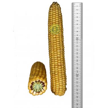 Семена кукурузы гибрид РОСС 199 МВ