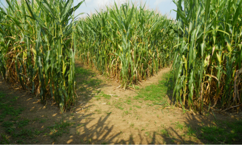 Плюсы и минусы высокого среза при заготовке кукурузного силоса