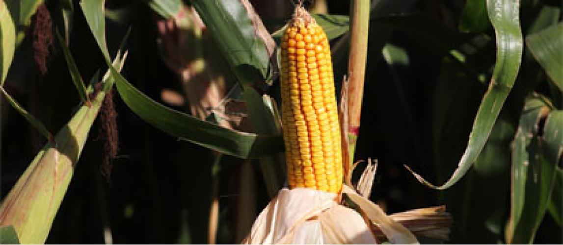 Опыт выращивания гибридов кукурузы 