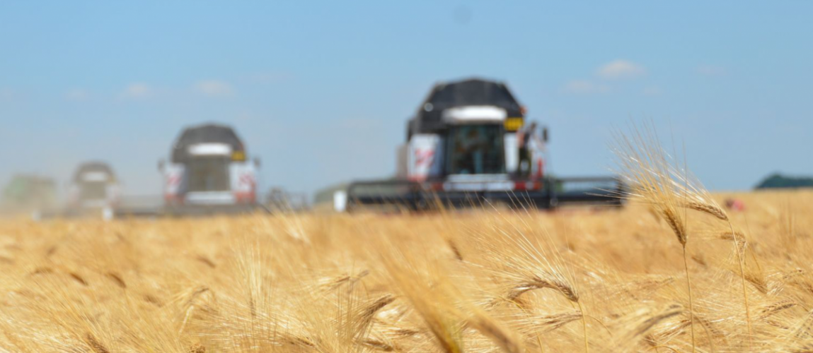 Рекордное качество зерна в Ростовской области: достижения и перспективы